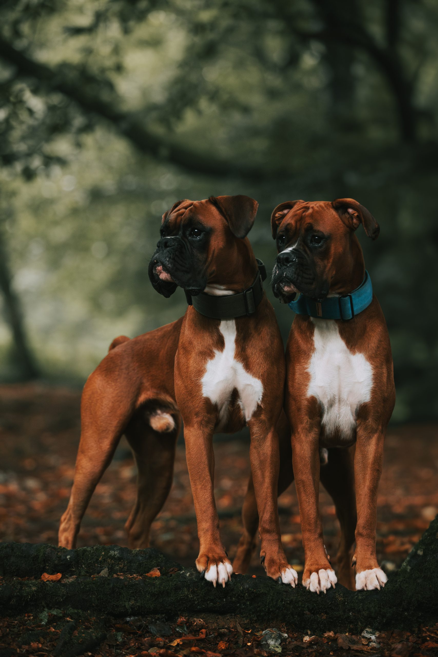 Emma, Paddy and Hank-10